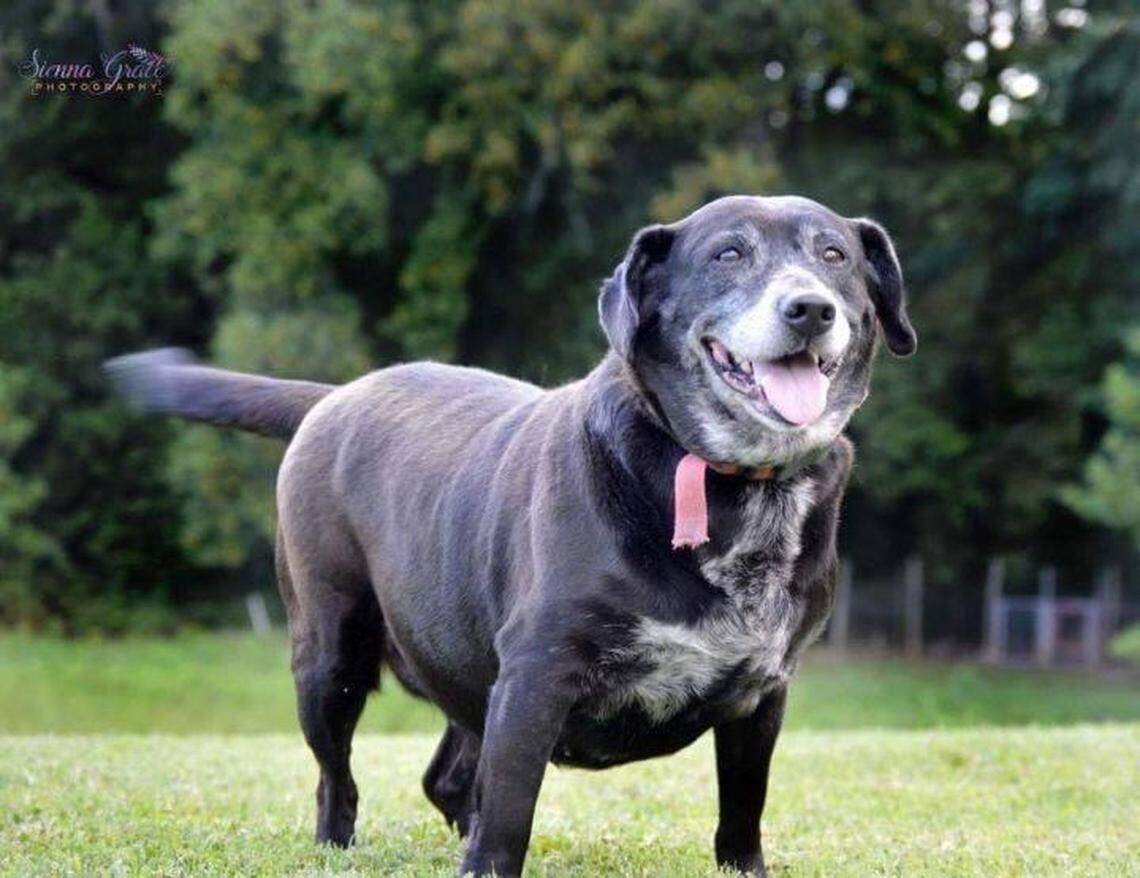 This was the photo that made Travis “T-Bone” Hancock, the Charlotte sports radio host, decide to adopt Mabel in 2019. She was eight years old in this photo. Mabel died recently, a few months shy of what would have been her 15th birthday.