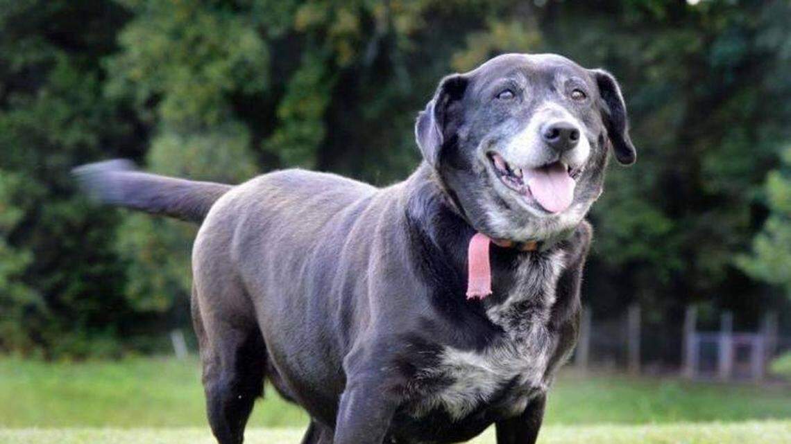 Mabel the dog and the sports radio talk show host in Charlotte she rescued