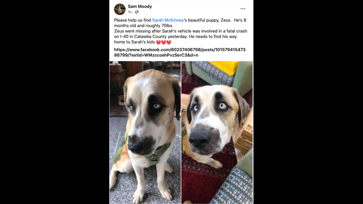 An 8-month-old rescue named Zeus is missing after his owner, Sarah Ann McKinney, was killed in a collision Monday on Interstate 40 in North Carolina. Anyone with information on the dog’s whereabouts is asked to contact the N.C. State Highway Patrol or the Catawba County Animal Control.