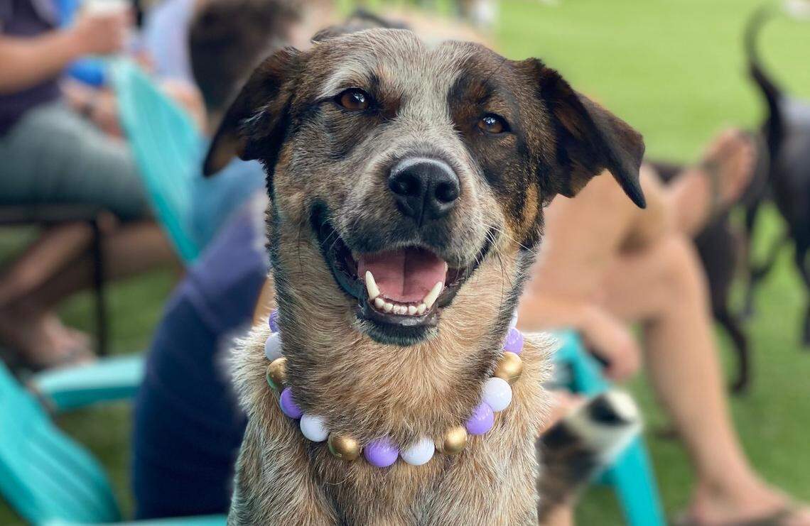 Eleanor Ruffsevelt poses in her pearls at Skiptown, where you can visit a pop-up market during Barktoberfest on Saturday.