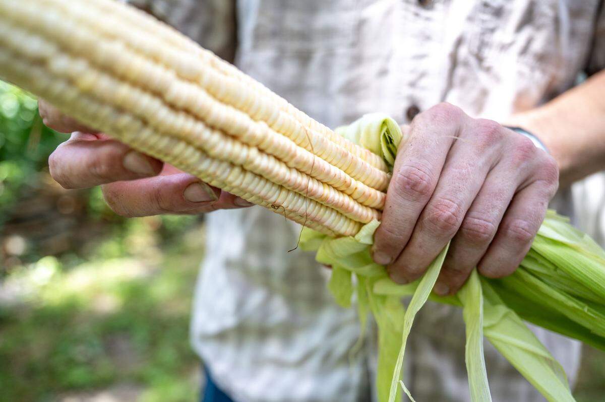 William Ritter, musician and seed saver, holds an ear of Arthur Hollifidd heirloom corn that he grew at his family’s farm in Bakersville, NC, Sunday August 10, 2025. 