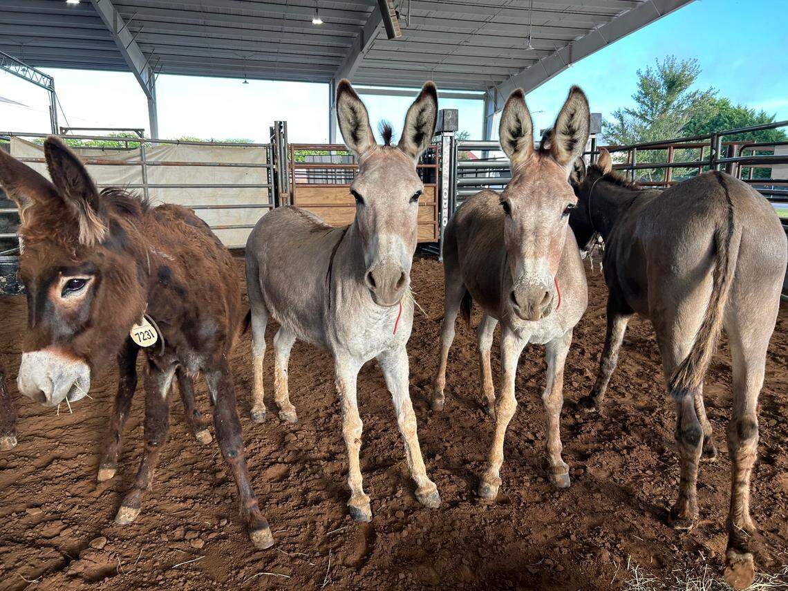 Wild burros at a Bureau of Land Management facility.