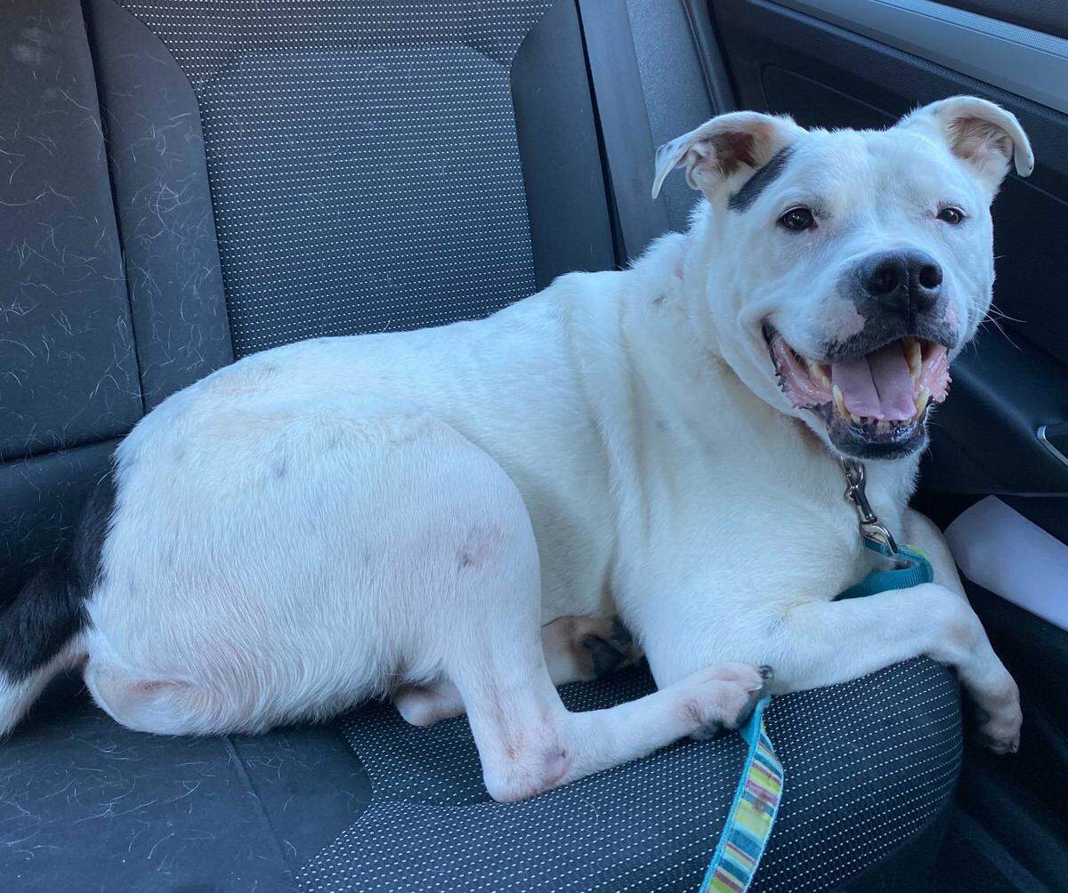 Benji smiles on the way home from the Humane Society of Charlotte after he was adopted by college student Savannah Taylor in October 2020. Benji and Taylor were inseparable — until she returned to UNC Wilmington in January.