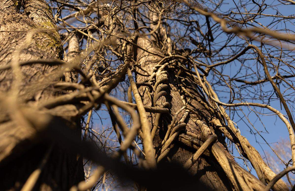 Dead vines of wisteria engulf a tree in Mountain Creek Park on Wednesday, Dec. 4.