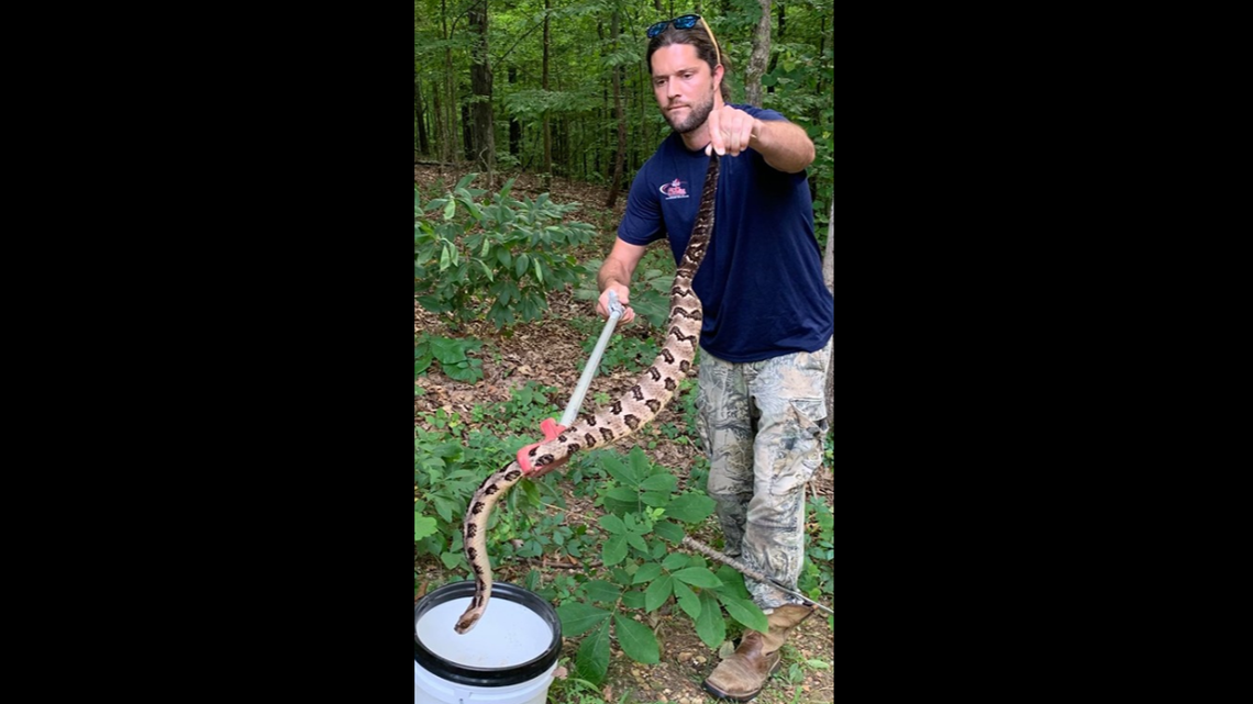 Jonathan Sparks is shown here with the biggest of the two rattlesnakes caught in a yard in Hardin County, Tennessee.