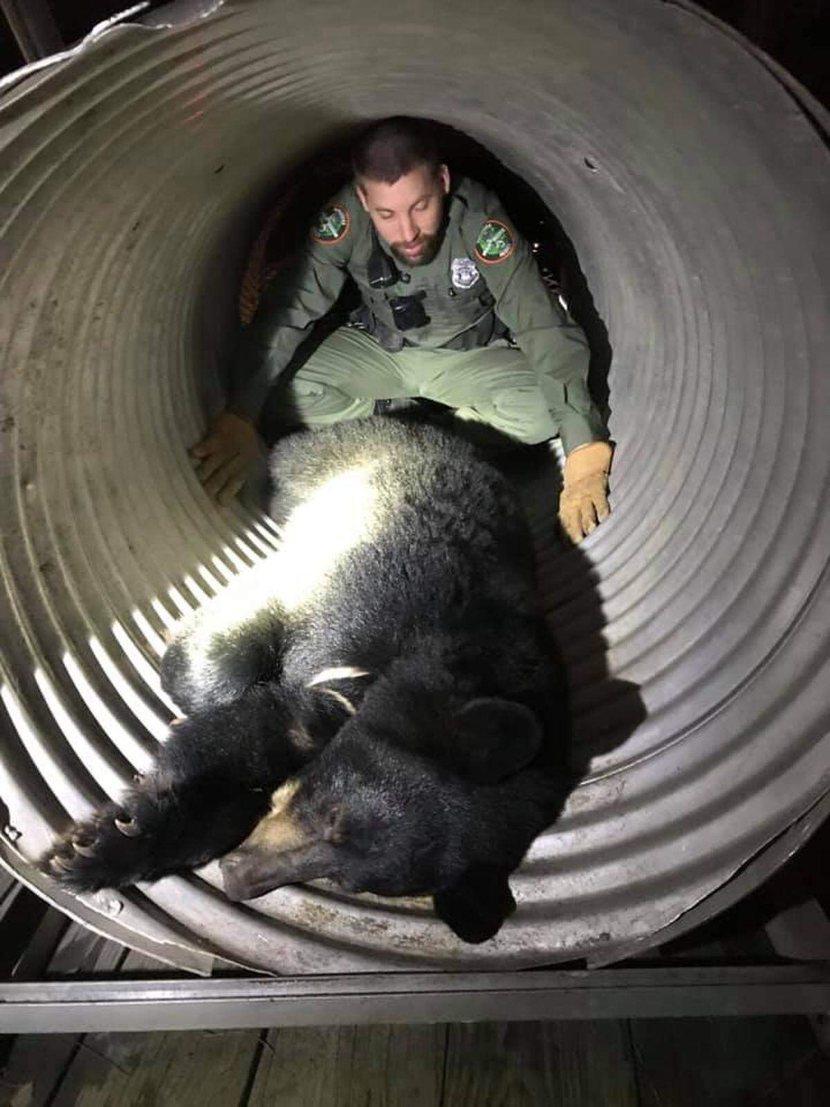 A bear got itself stuck in the University of Tennessee’s baseball stadium early Sunday morning, wildlife officials say.