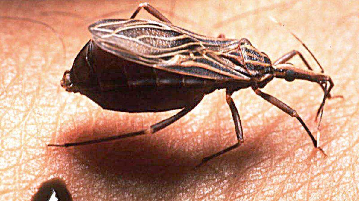 Triatomine bug (Rhodnius prolixus) taking a blood meal in Mexico.