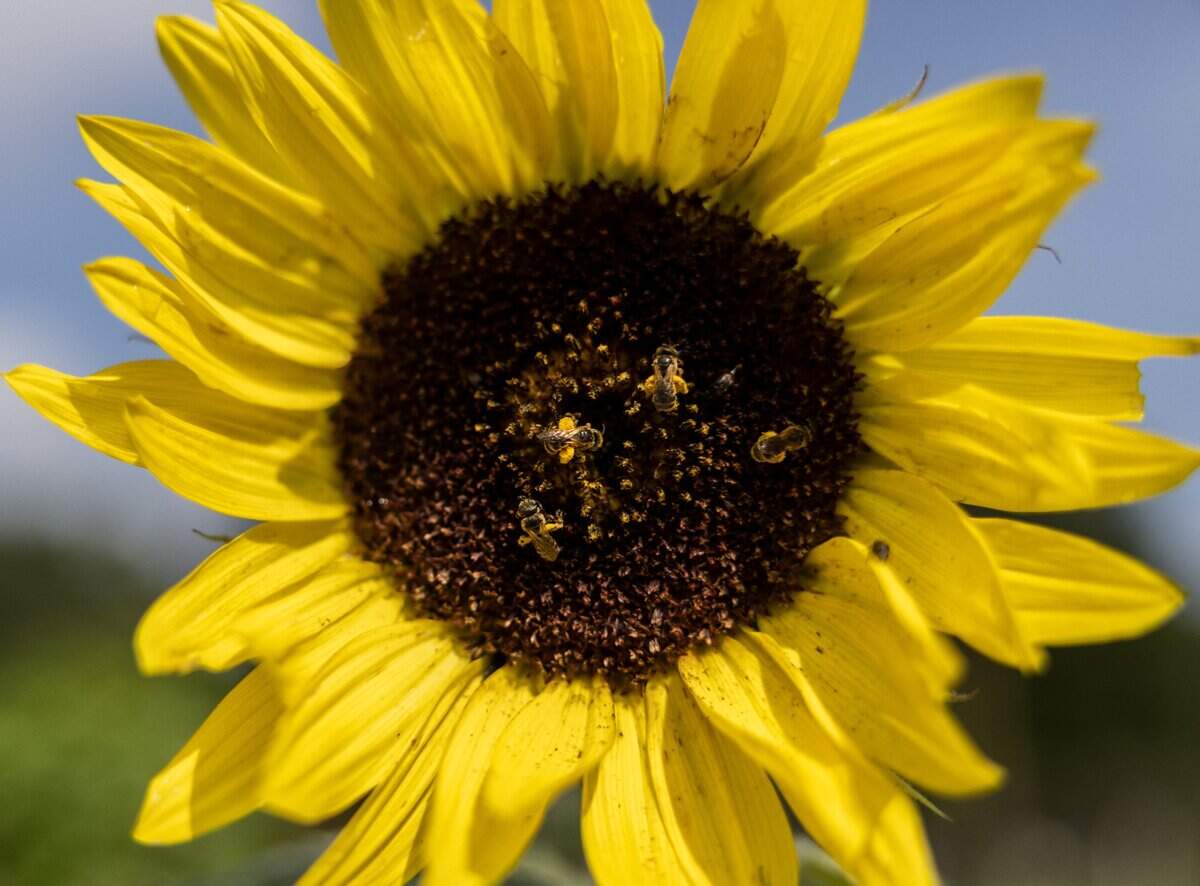 Bees feast on a sunflower in Xiomara Livingston’s garden at Reedy Creek Community Garden.