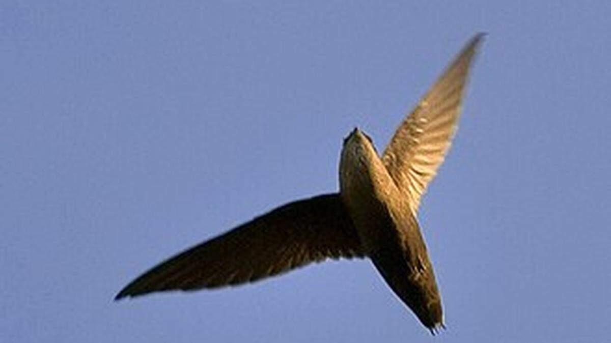 Chimney swifts, pictured here, are living inside the chimney of a Cabarrus County school set for demolition, and parents are hoping the vulnerable bird will halt the district’s plans.
