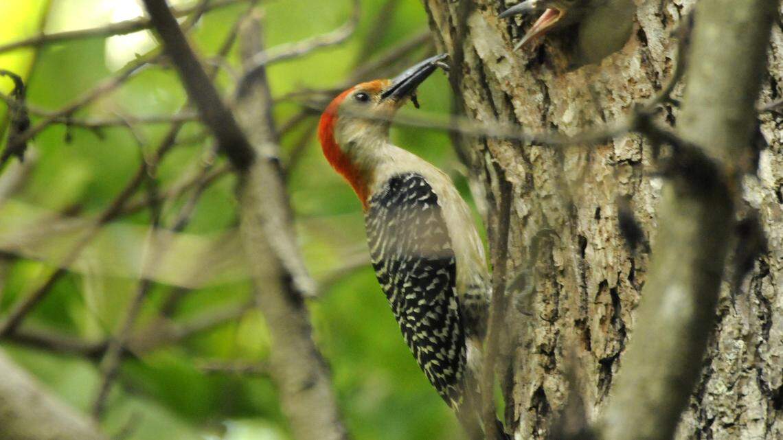 How to (safely) get rid of woodpeckers attacking your house