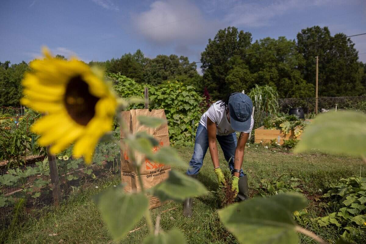 Xiomara Livingston tends to her garden at Reedy Creek Community Garden.