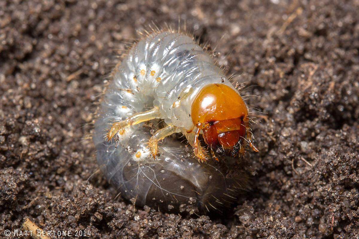 White grubs are usually found buried beneath the soil.