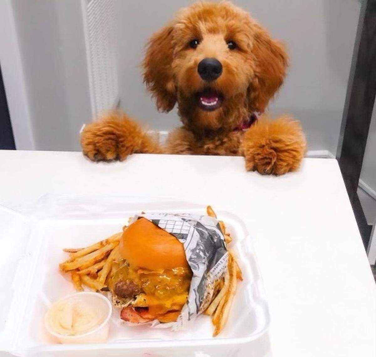 When you eat at Nor’East Treats & Eats, you can get a free doggie pattie or an ice cream for your furry best friend.