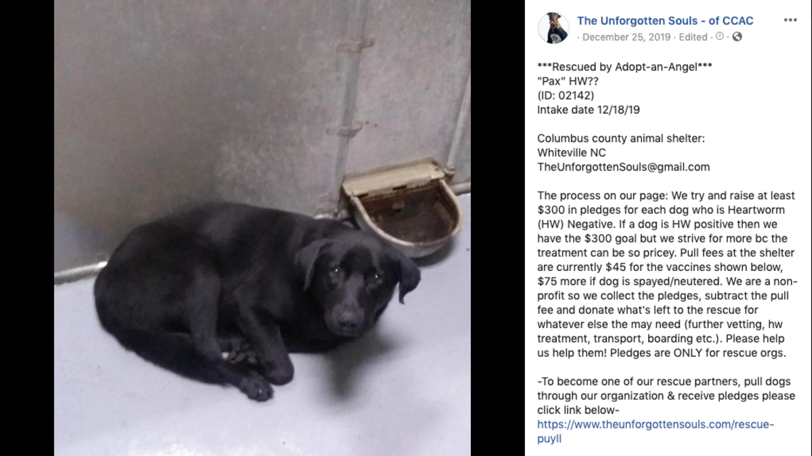 NC animal shelter’s neglect cost dog his leg, officials say | Charlotte ...