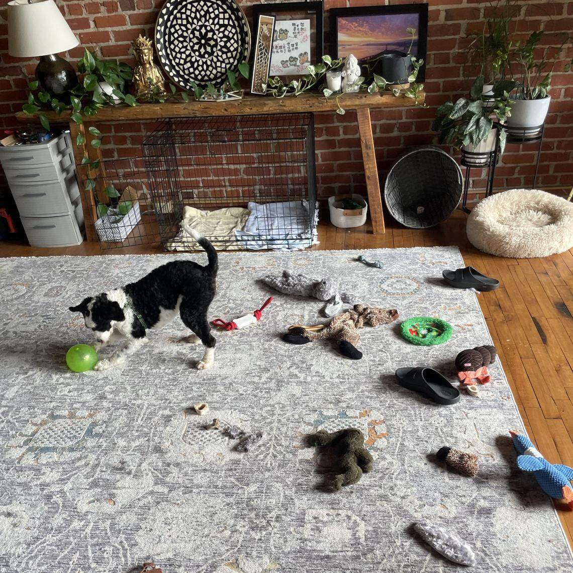 Boogie, a 3.5 year old pup from Durham voted the cutest dog in the Triangle area.