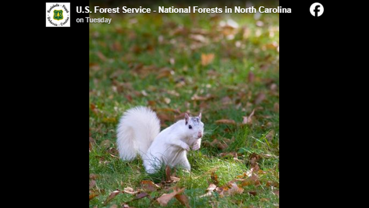 A population of white squirrels lives in North Carolina’s Pisgah National Forest, and it began with a carnival wagon accident, experts say.