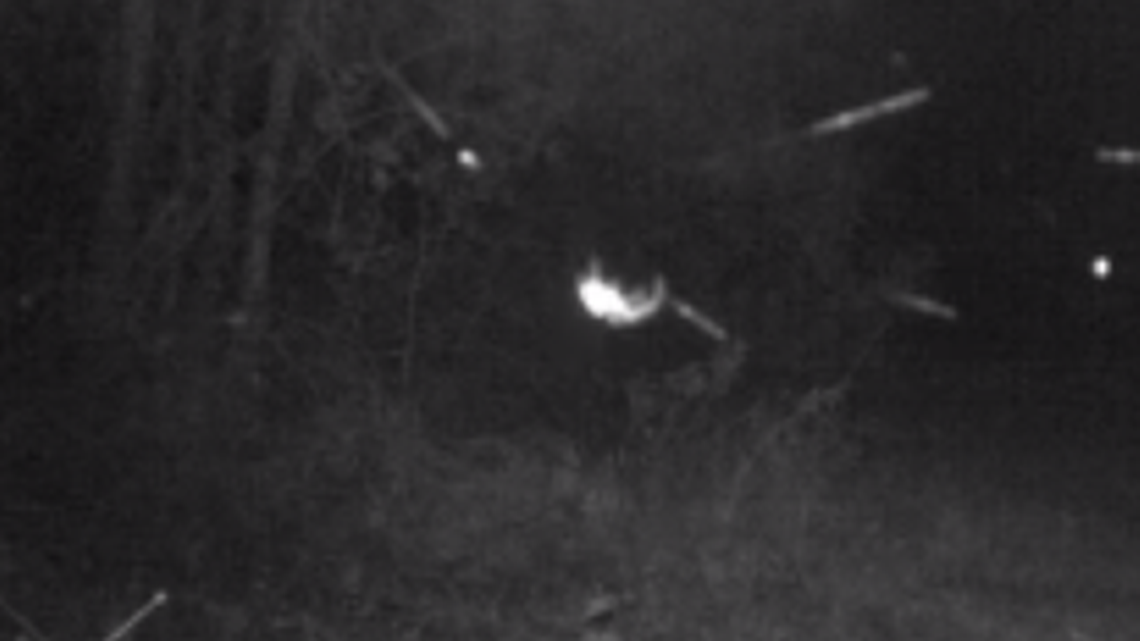 North Carolina Candid Critters captured this glowing dot in Onslow County