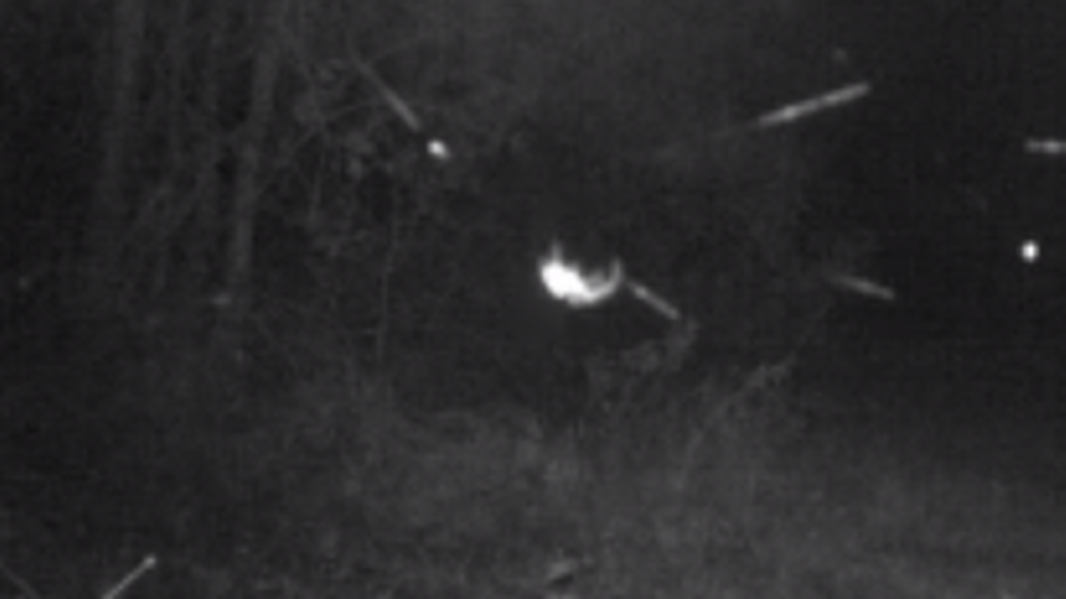 North Carolina Candid Critters captured this glowing dot in Onslow County