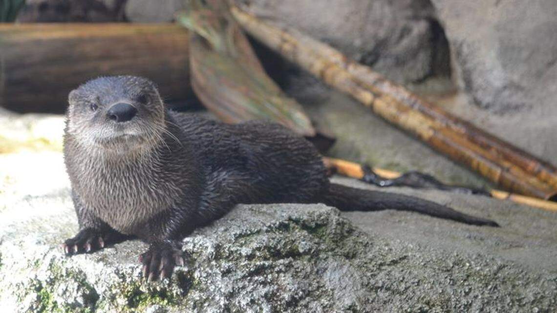 Molly, the river otter, has died at the NC Aquarium on Roanoke Island, says the staff.