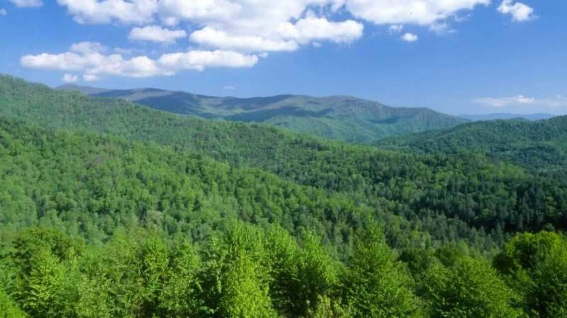 Fishing 16-year-old gets lost in forest, walks 11 miles for help, NC searchers say