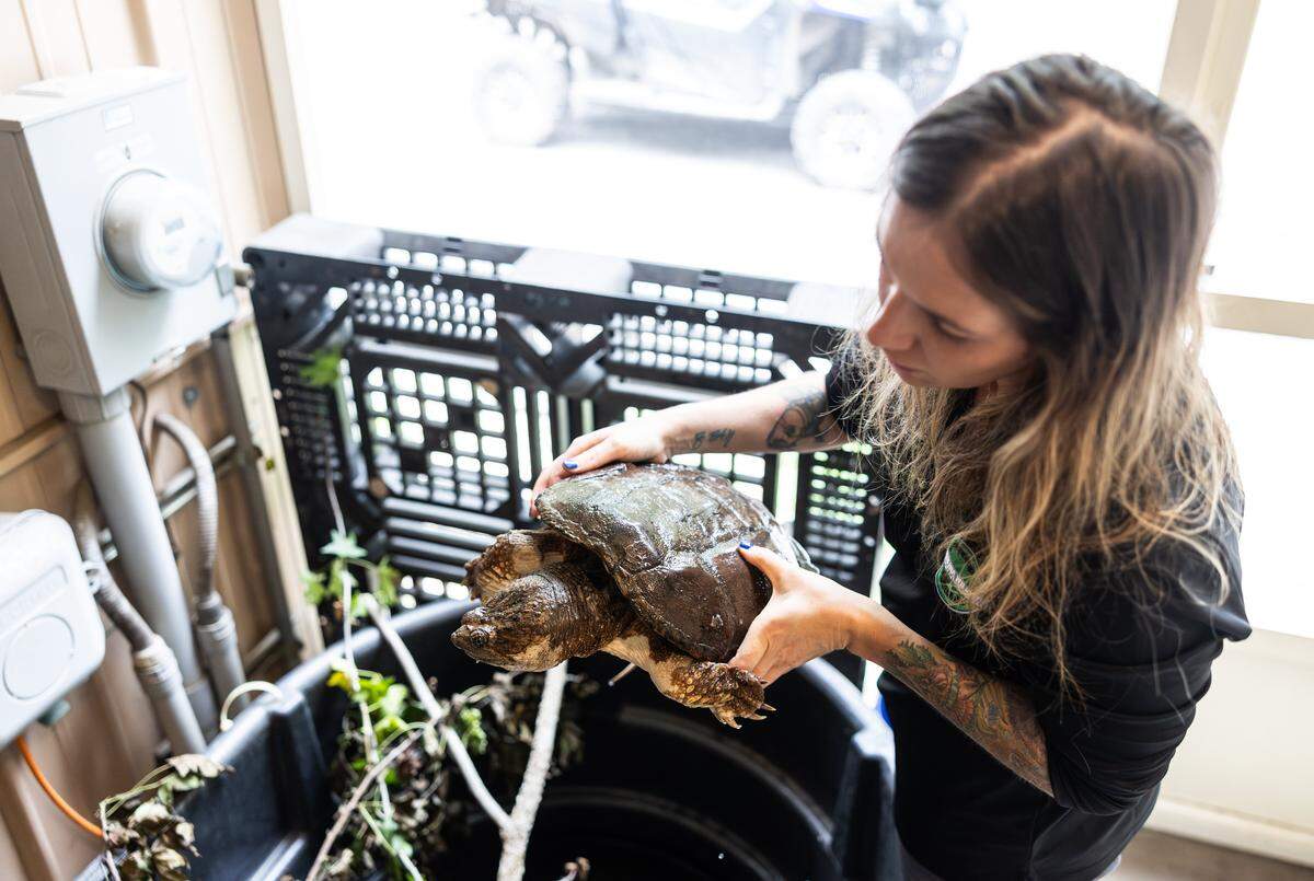 Morgan Rafael, the founder and executive director of The Carolina Wildlife Conservation Center in Iron Station, NC., holds an injured turtle on Tuesday, August 12, 2025. “There wasn’t a center like this in the area. You have animal lovers who don’t want wildlife around and so I just always wanted to stick up for the underdog,” says Rafael&nbsp;