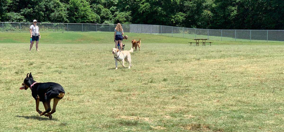 Ray’s Fetching Meadow provides one acre of fenced-in area for dogs and their owners. This is an off-leash park that is open to the public and free of charge.