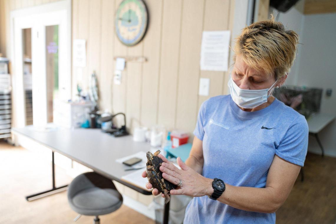 Biologist Ruby Davis holds a turtle whose shell was ruptured at Carolina Wildlife Conservation Center.