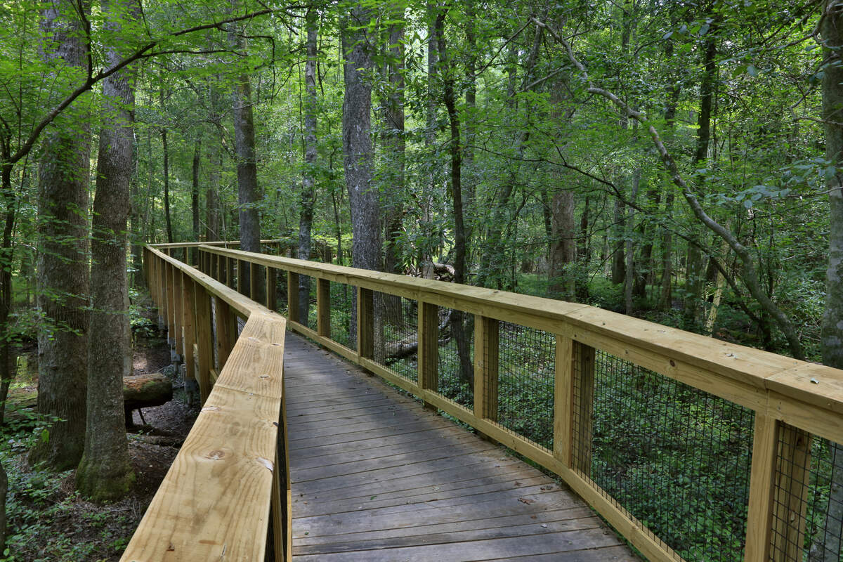 Explore the winding forest and waterways in Congaree National Park.