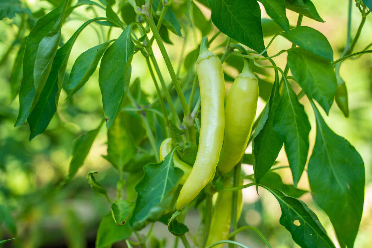 Peppers grow in Scott Lindsley and Joey Hewell’s garden in NoDa.