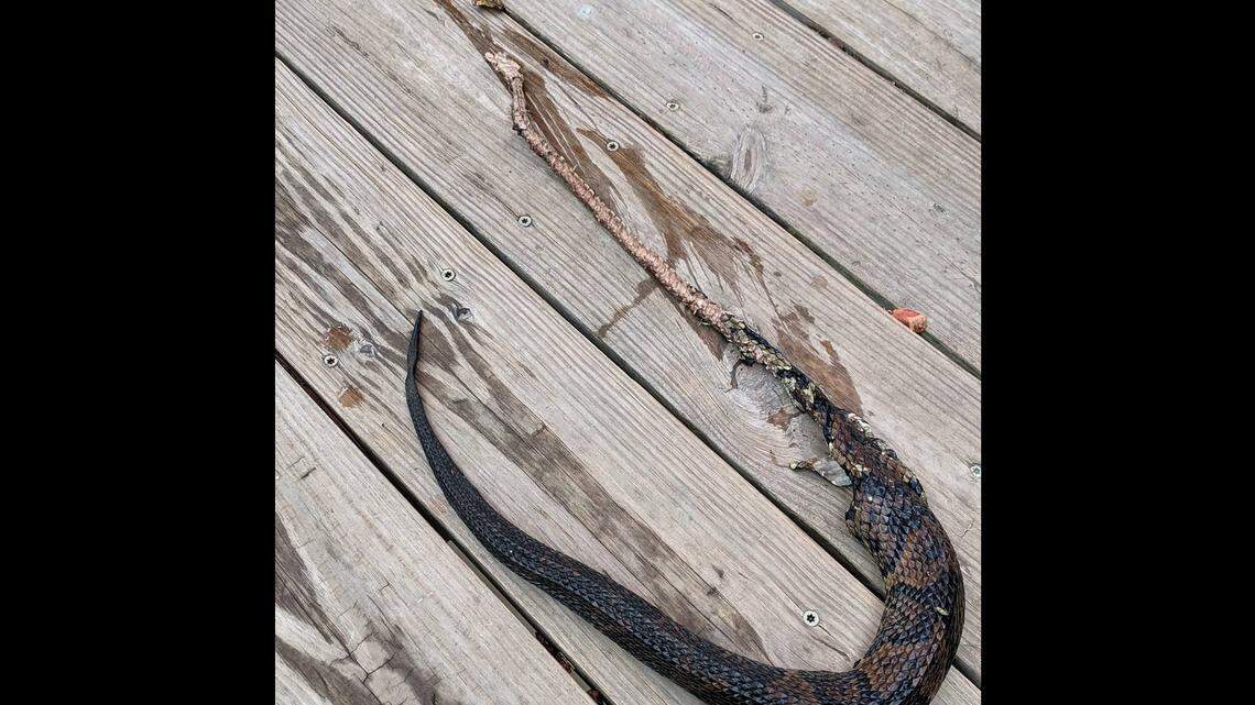 What did this to a snake? The Swamp Park at Ocean Isle Beach has a theory. The Swam Park/Facebook