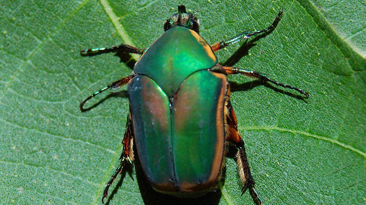 June bugs are usually visible in July and August during their mating season, according to James Baker, an entomology and plant pathology professor at N.C. State University.