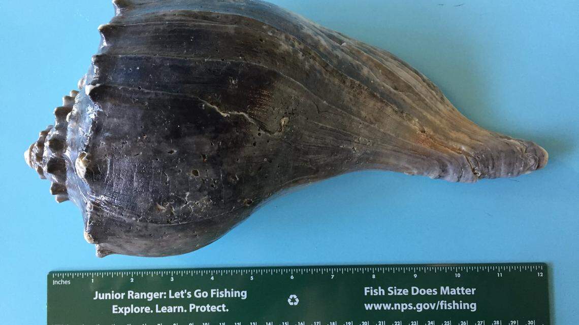 Whelk sea shells get this stained look after being buried for extended periods in marsh mud. The resurface on beaches after the mud shifts closer to the sufact, says the National Park Service