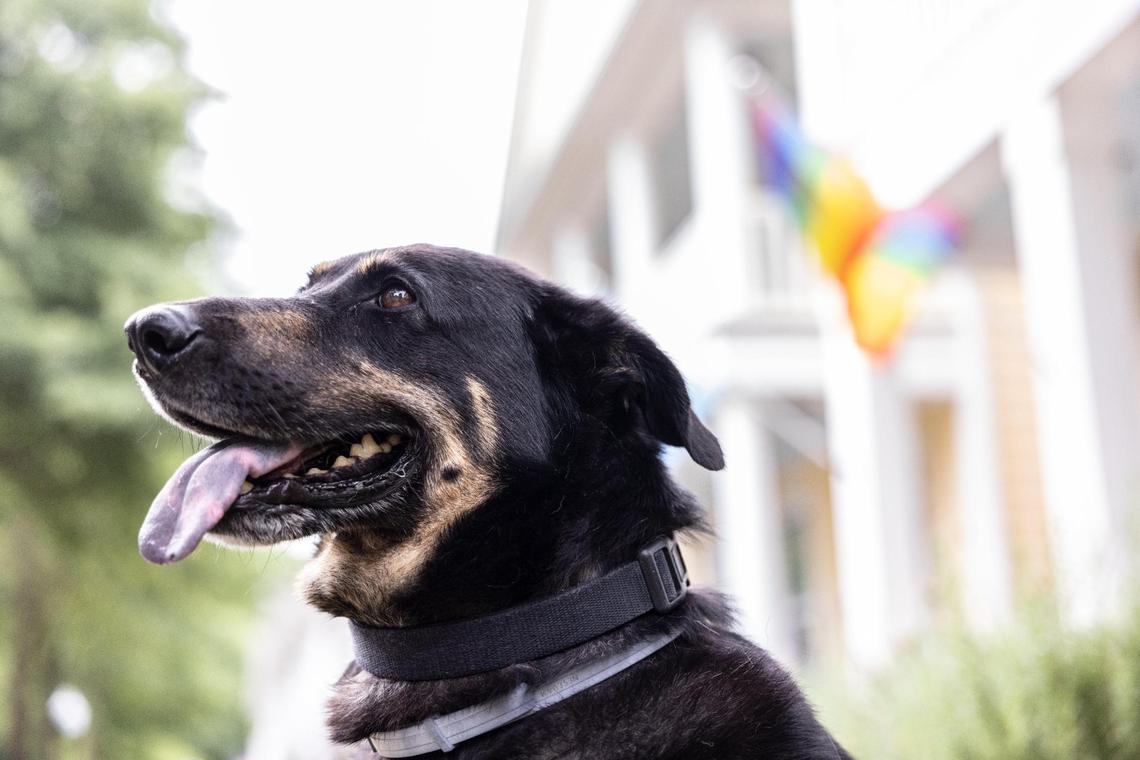 The story of Oscar the “gay” dog went viral earlier this spring. Now he and his new owners have become advocates for adoptions of homeless pets.