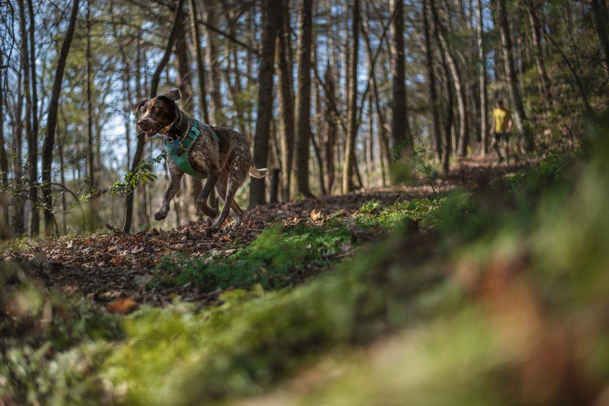 The new dog park at Charlotte’s Whitewater Center will feature a lake-front beach, and food and drink options.