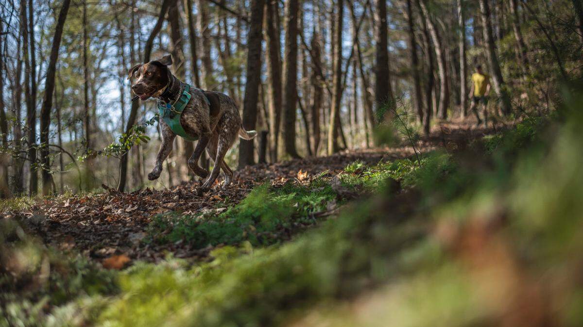 The new dog park at Charlotte’s Whitewater Center will feature a lake-front beach, and food and drink options.