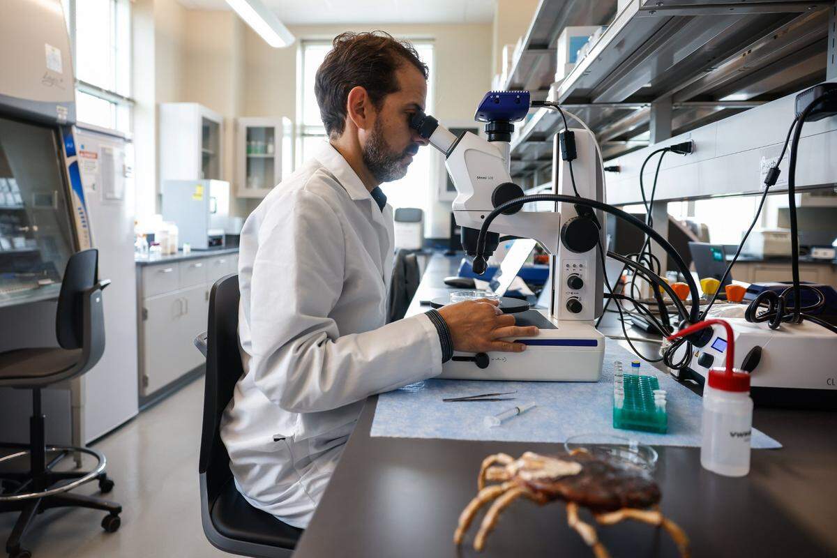 “The work we are doing here is basically is determining where the ticks are and what basic tick species that may come here, “ says tick expert Rafael Vieira, assistant professor of One Health and Vector-Borne Diseases in the Dept. of Public Health Science at UNC Charlotte, as he views a tick through a microscope in his lab on Friday, April, 26, 2024.