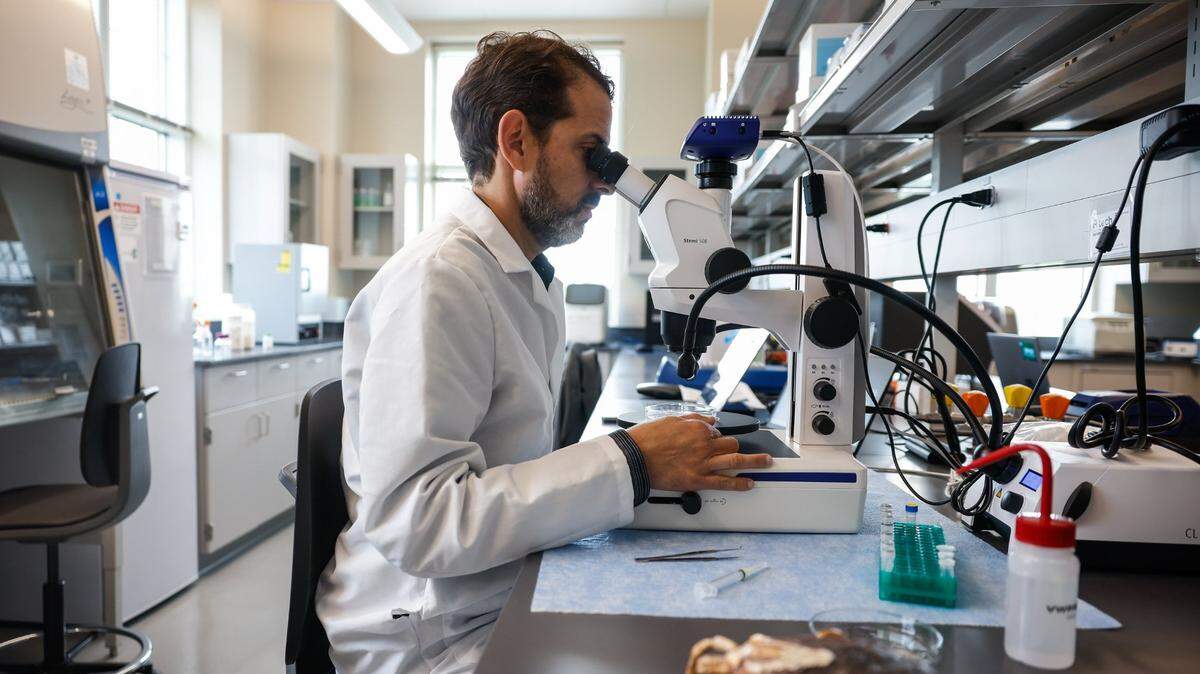 “The work we are doing here is basically is determining where the ticks are and what basic tick species that may come here, “ says tick expert Rafael Vieira, assistant professor of One Health and Vector-Borne Diseases in the Dept. of Public Health Science at UNC Charlotte, as he views a tick through a microscope in his lab on Friday, April, 26, 2024.