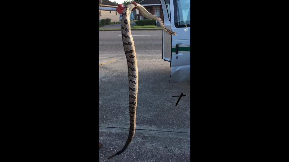 This large rattlesnake was captured by police in Harahan, Louisianna, in a family’s backyard.