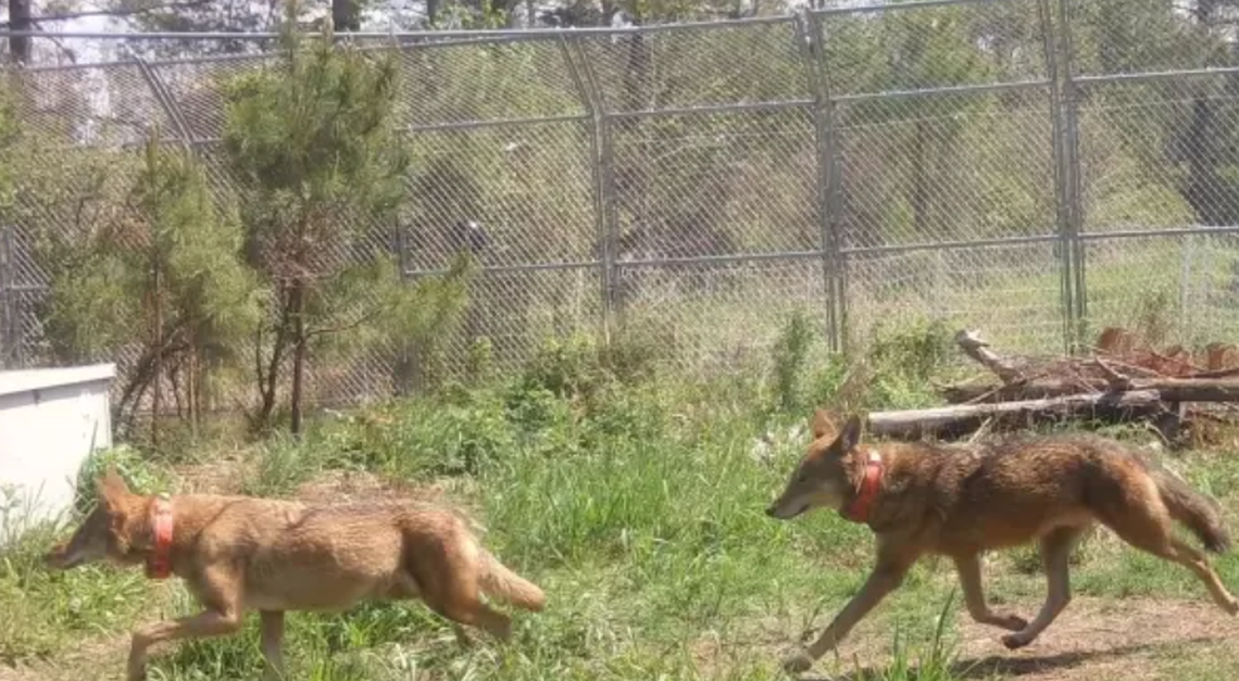 Two tawny-colored wolves, each with an orange collar, are running through a grassy enclosure. In the background, there is a chain-link fence and some trees.