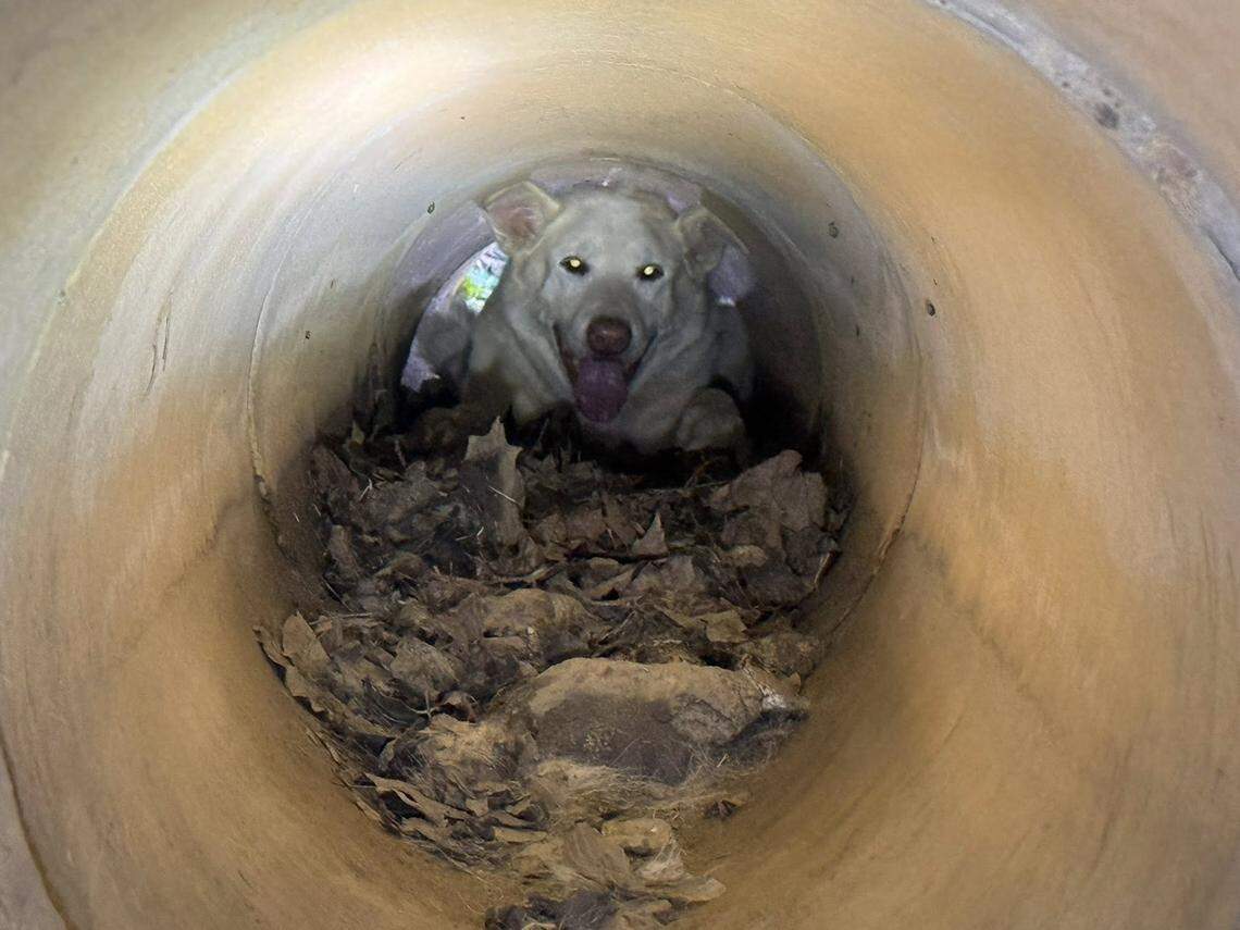 Sunny appeared to be enjoying all the attention as a crew worked more than an hour to get him out of the drainage pipe.
