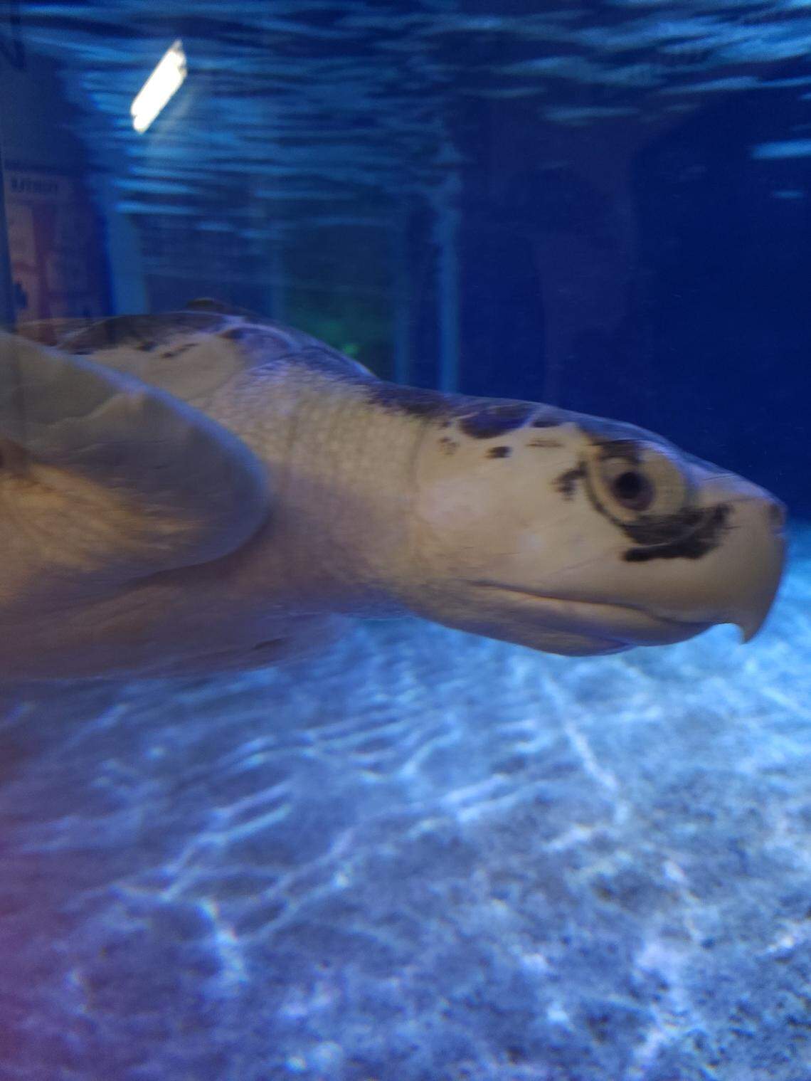 Mills, a rescued Kemp’s ridley sea turtle, is a new resident at SEA LIFE Charlotte-Concord Aquarium.