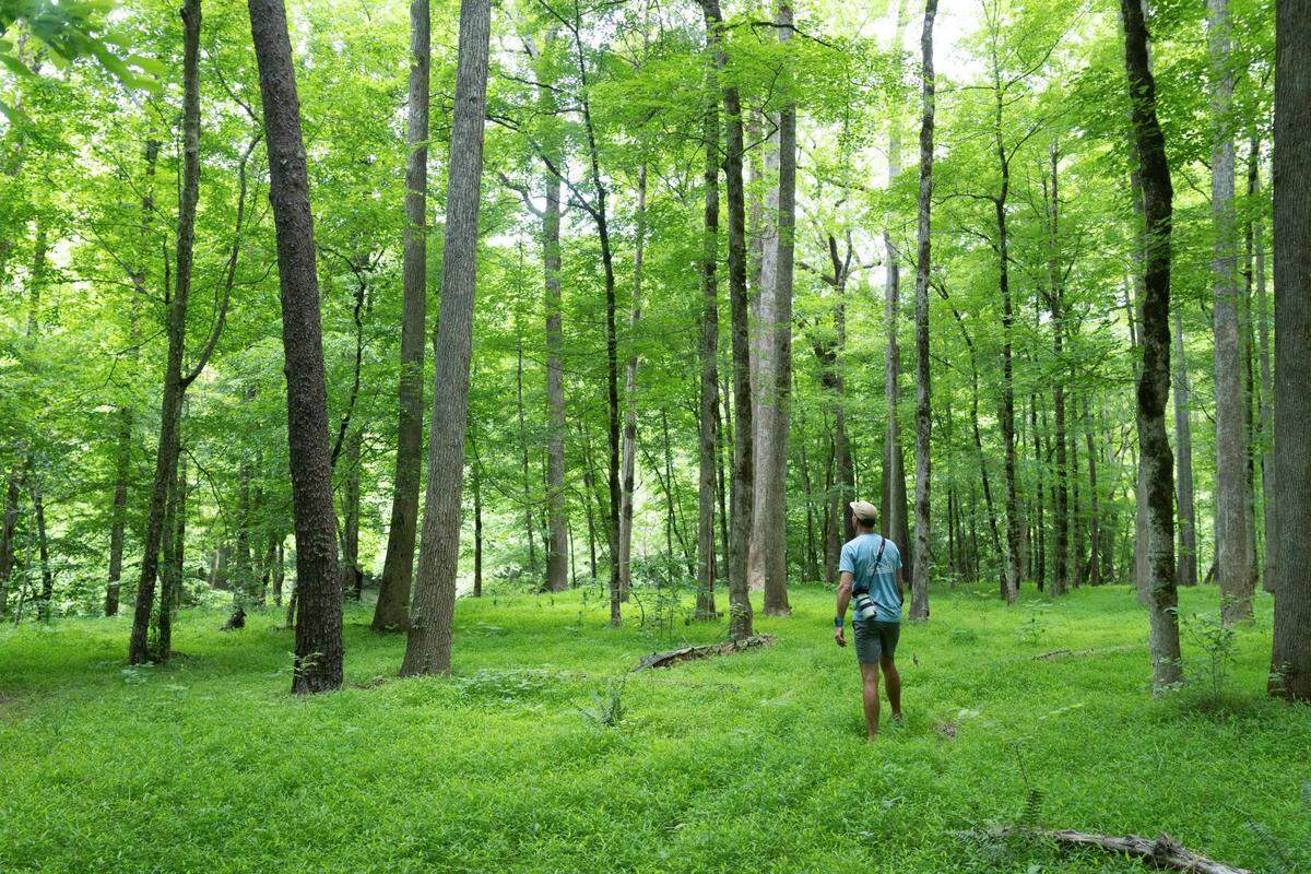 A photographer stops to look at wildlife as he wanders through a green lush trail in Uwharrie National Forest in North Carolina.