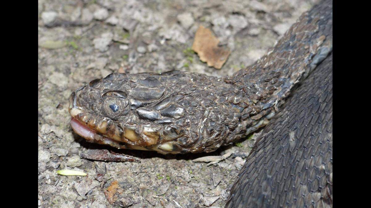 This is a plain-bellied watersnake that has been afflicted with the disease. It was found in Louisiana.