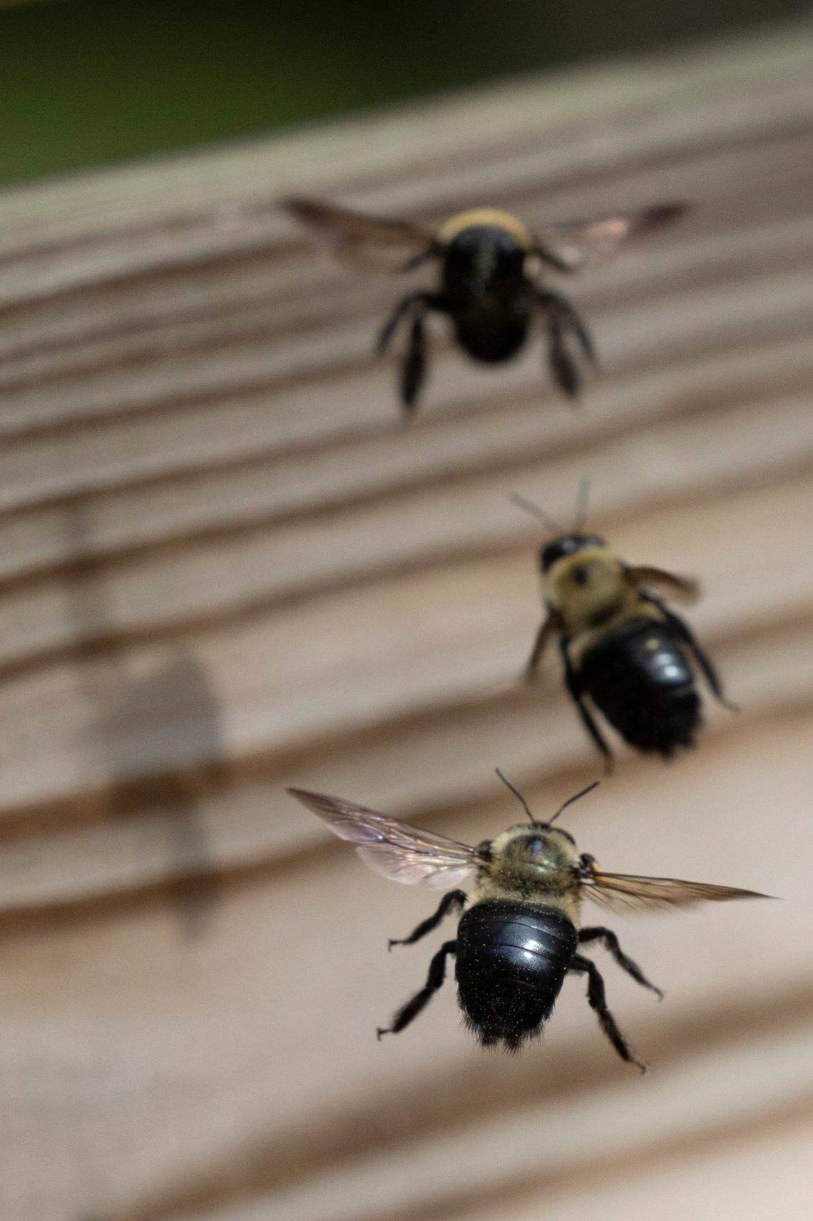 Carpenter bees battle midair on Monday, March 31, 2025, in Raleigh.
