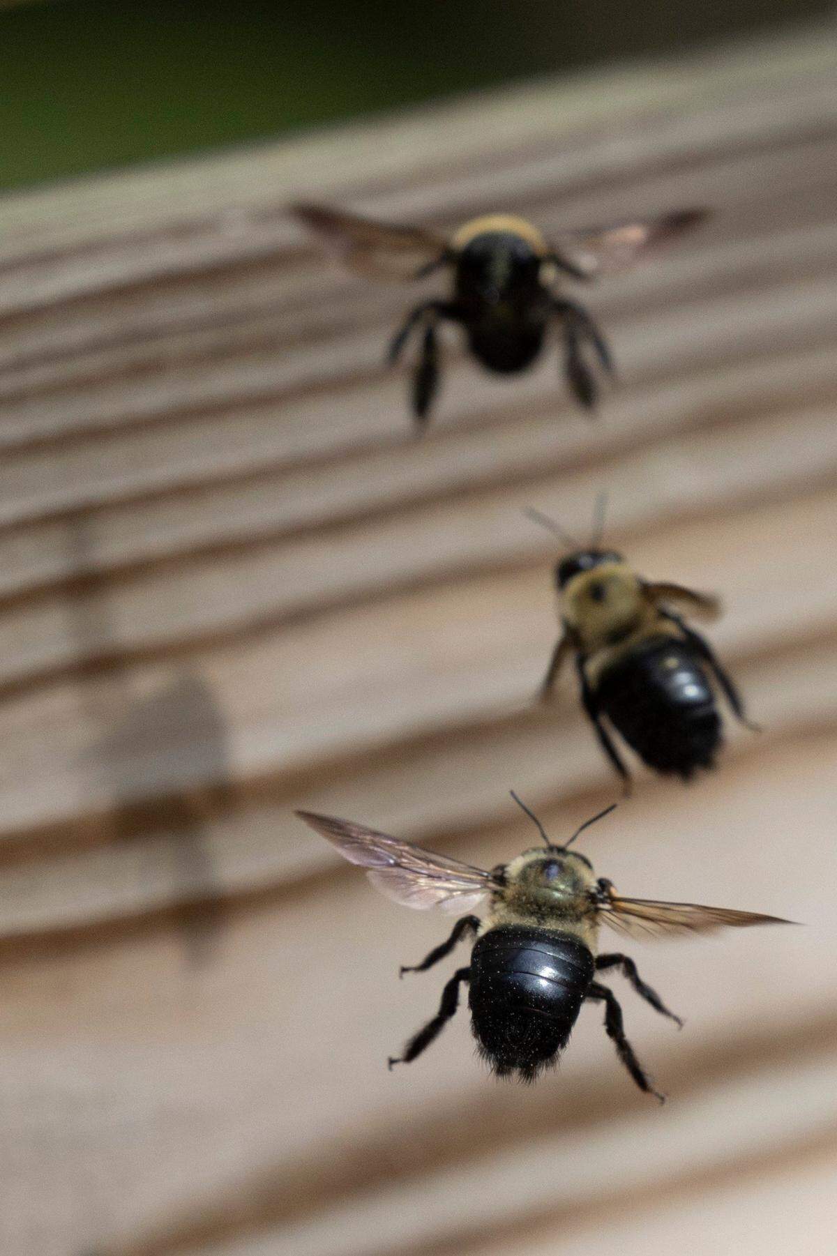 Carpenter bees battle midair on Monday, March 31, 2025, in Raleigh.