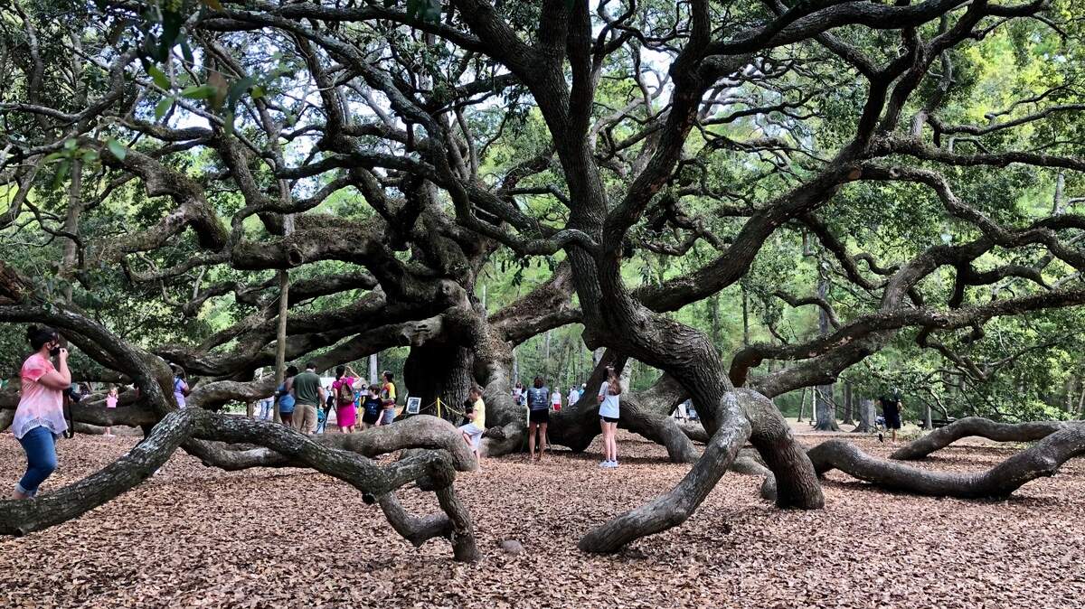 The legendary Angel Oak Tree at Johns Island.