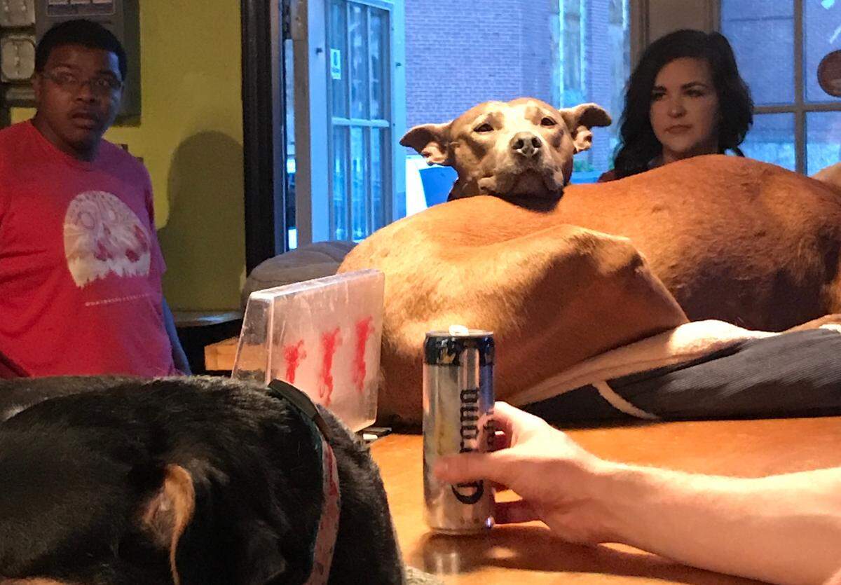 NoDa’s The Dog Bar is described as “kinda like a dog park that serves alcohol,” on its Facebook page. Human patrons share space at the bar with the pups, shown here in this file photo. The Dog Bar has been closed since March to prevent community spread of COVID-19.