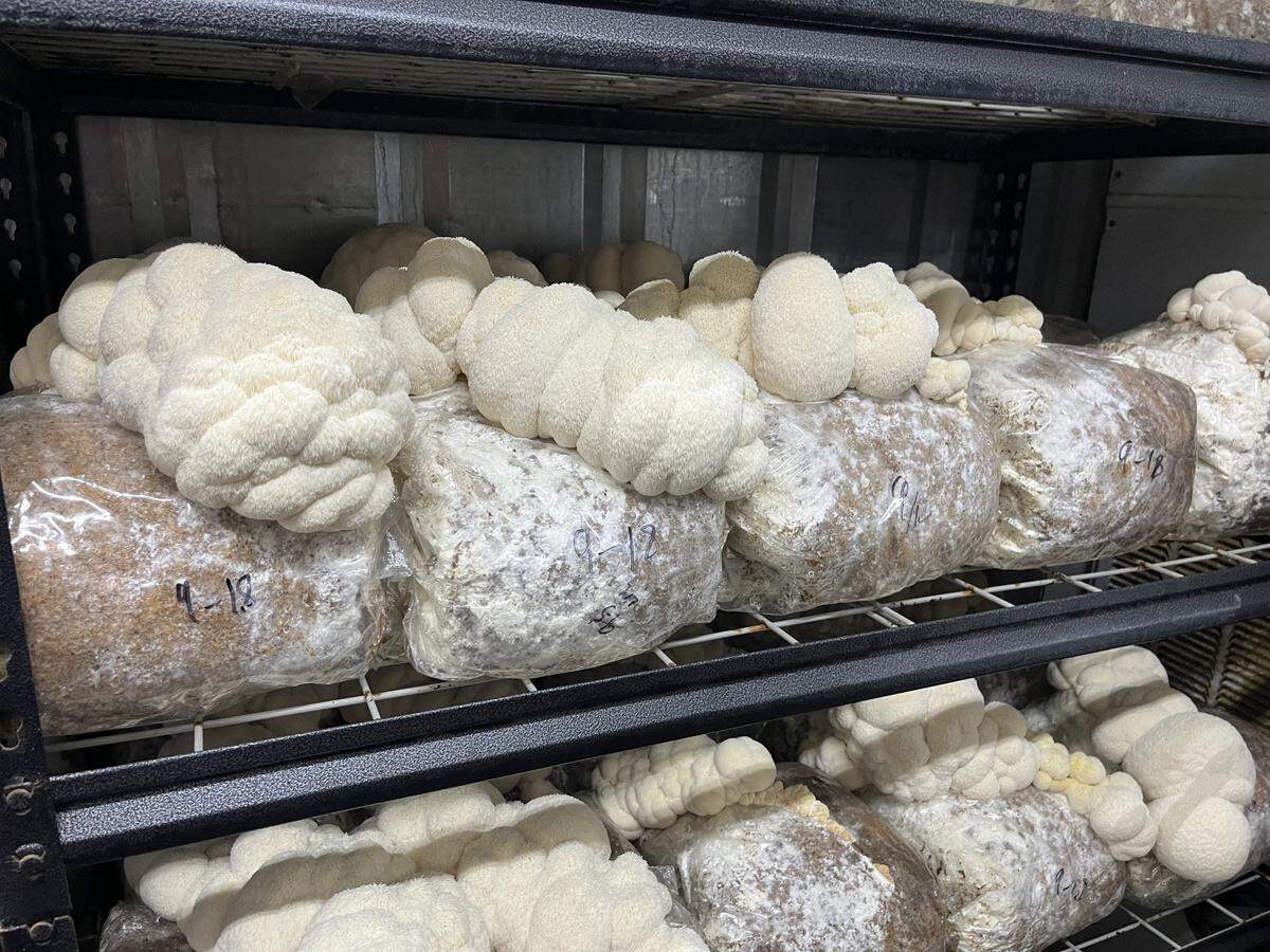 Lion’s mane mushrooms are ready to harvest when their little hairs start to grow long.