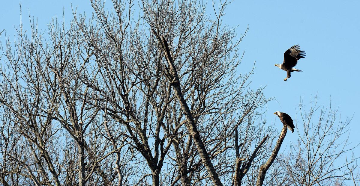 Bald eagles, Piper and Glen, spend time together at TPC Piper Glen, a golf and country club in the Charlotte area. Residents are worried a developer’s plan to build a village with 600 living units will disrupt the eagles way of life.