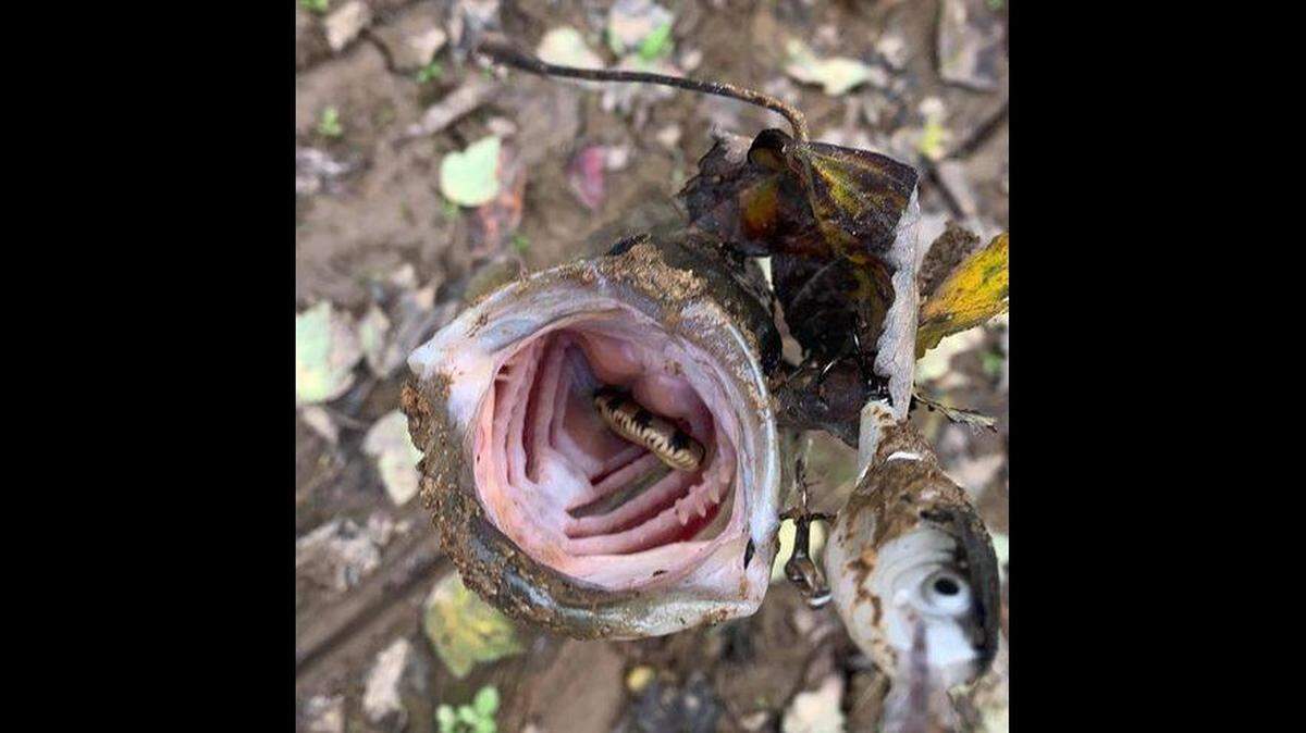 A Tennessee man caught this bass, then looked down its throat to see a snake looking back at him, says the Tennessee Wildlife Resources Agency.